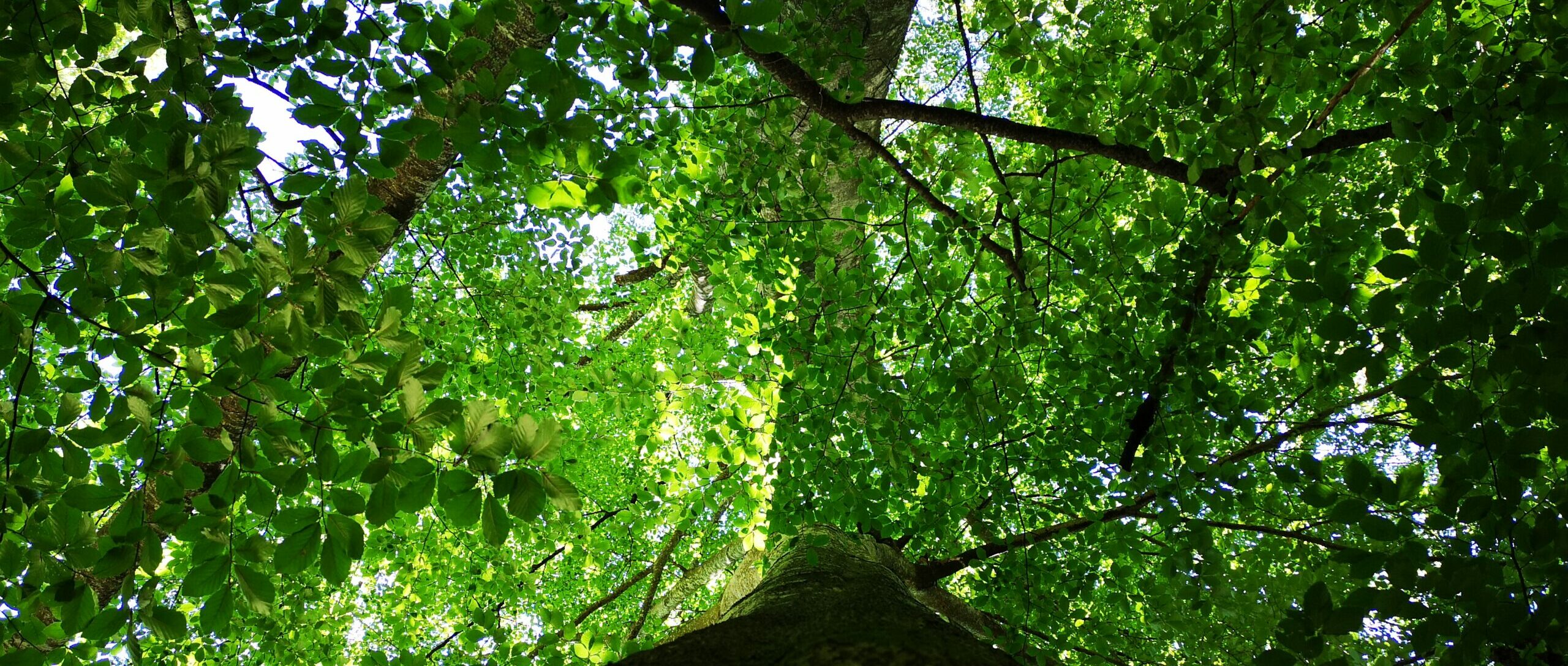 Ziua în care am plecat să căutăm soarele